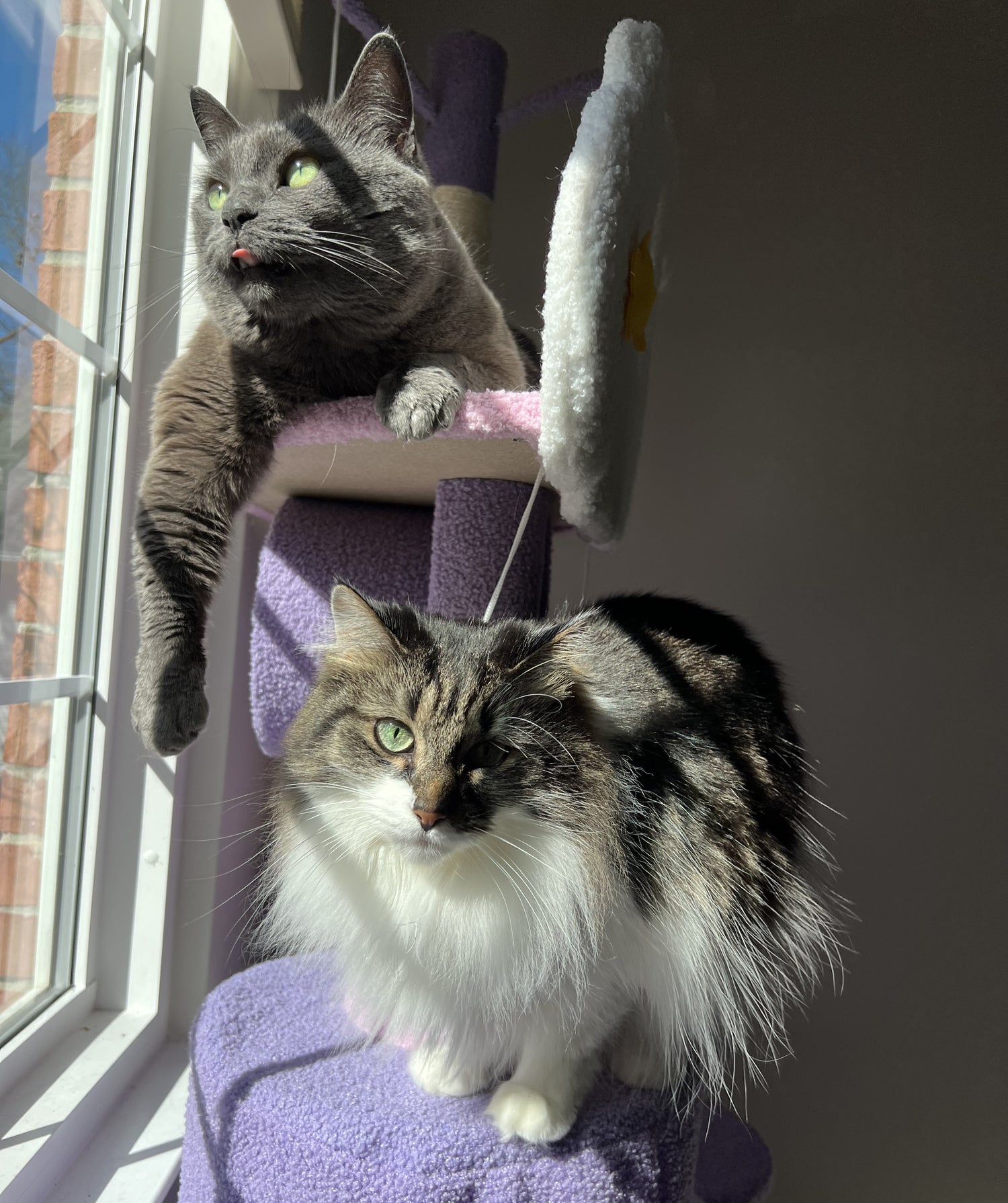 A gray domestic shorthaired cat sits atop a cat tree with a long-haired tabby cat. 